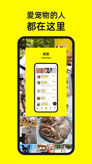 宠音app
