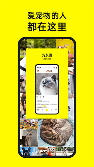 宠音app