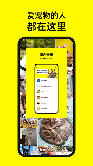 宠音app